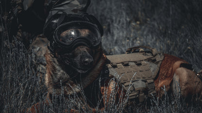 Curso TCCC K9 (Atención Sanitaria Táctica a Perros de Trabajo) OCTUBRE 2026