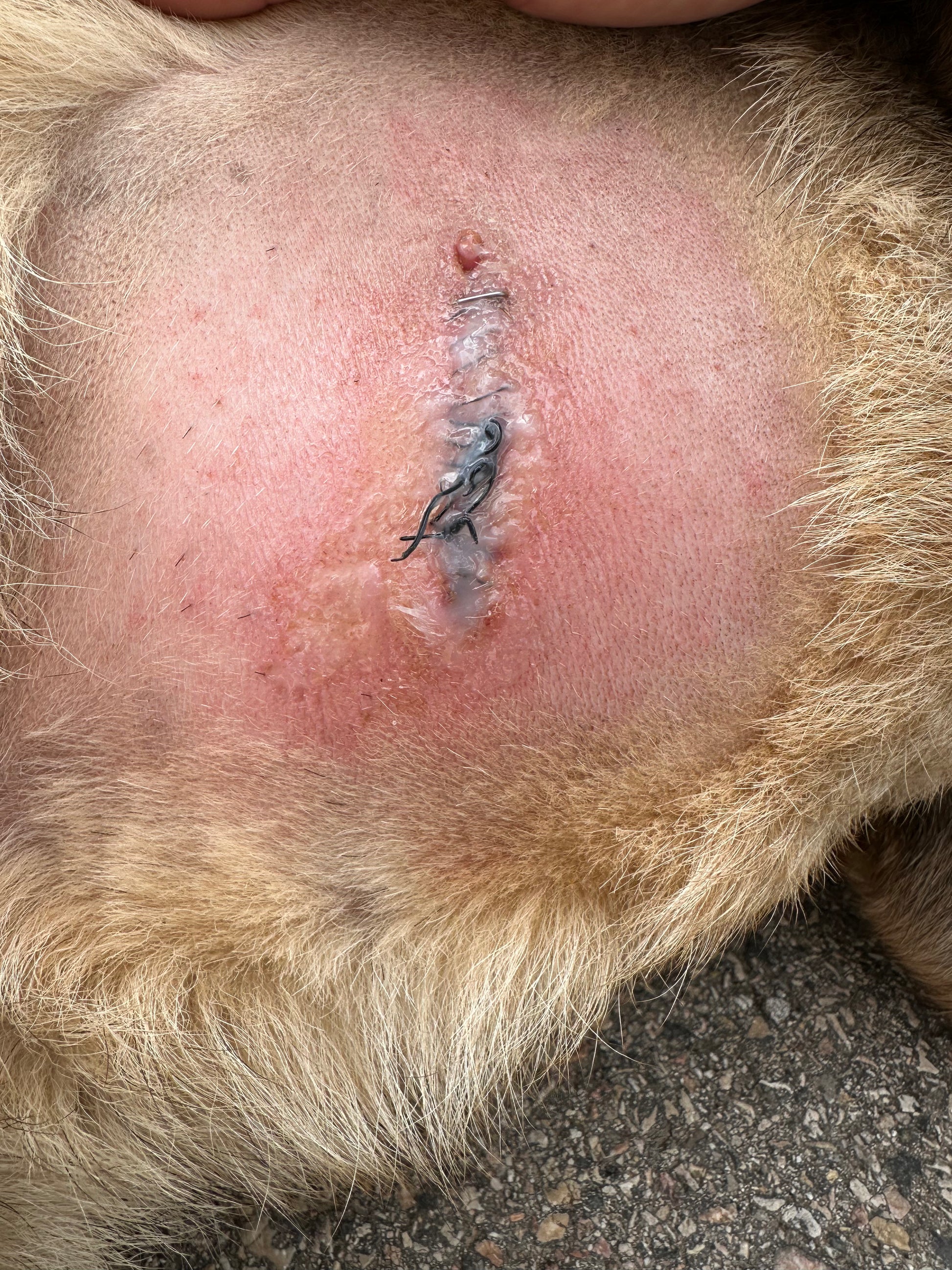 asistencia a perro K9