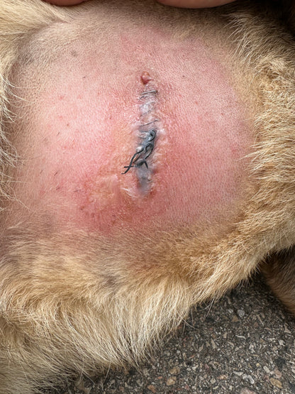 asistencia a perro K9