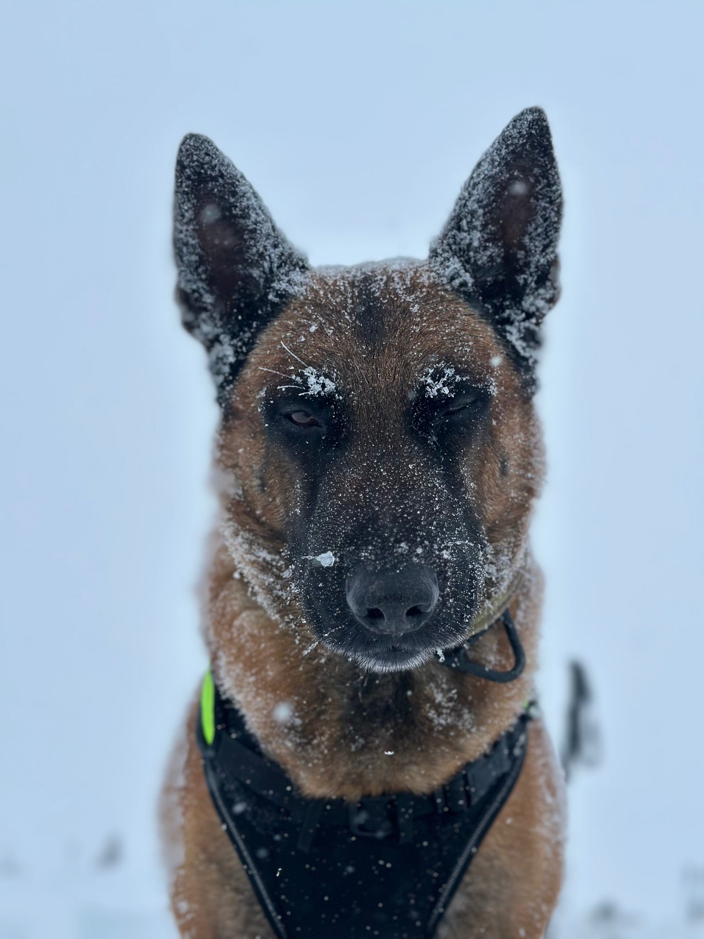 Curso TCCC K9 (Atención Sanitaria Táctica a Perros de Trabajo) OCTUBRE 2026