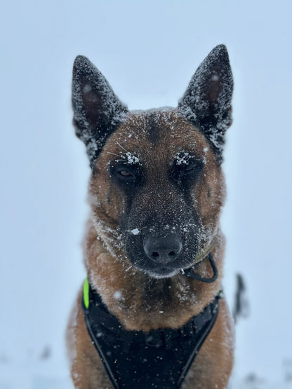 Curso TCCC K9 (Atención Sanitaria Táctica a Perros de Trabajo) OCTUBRE 2026
