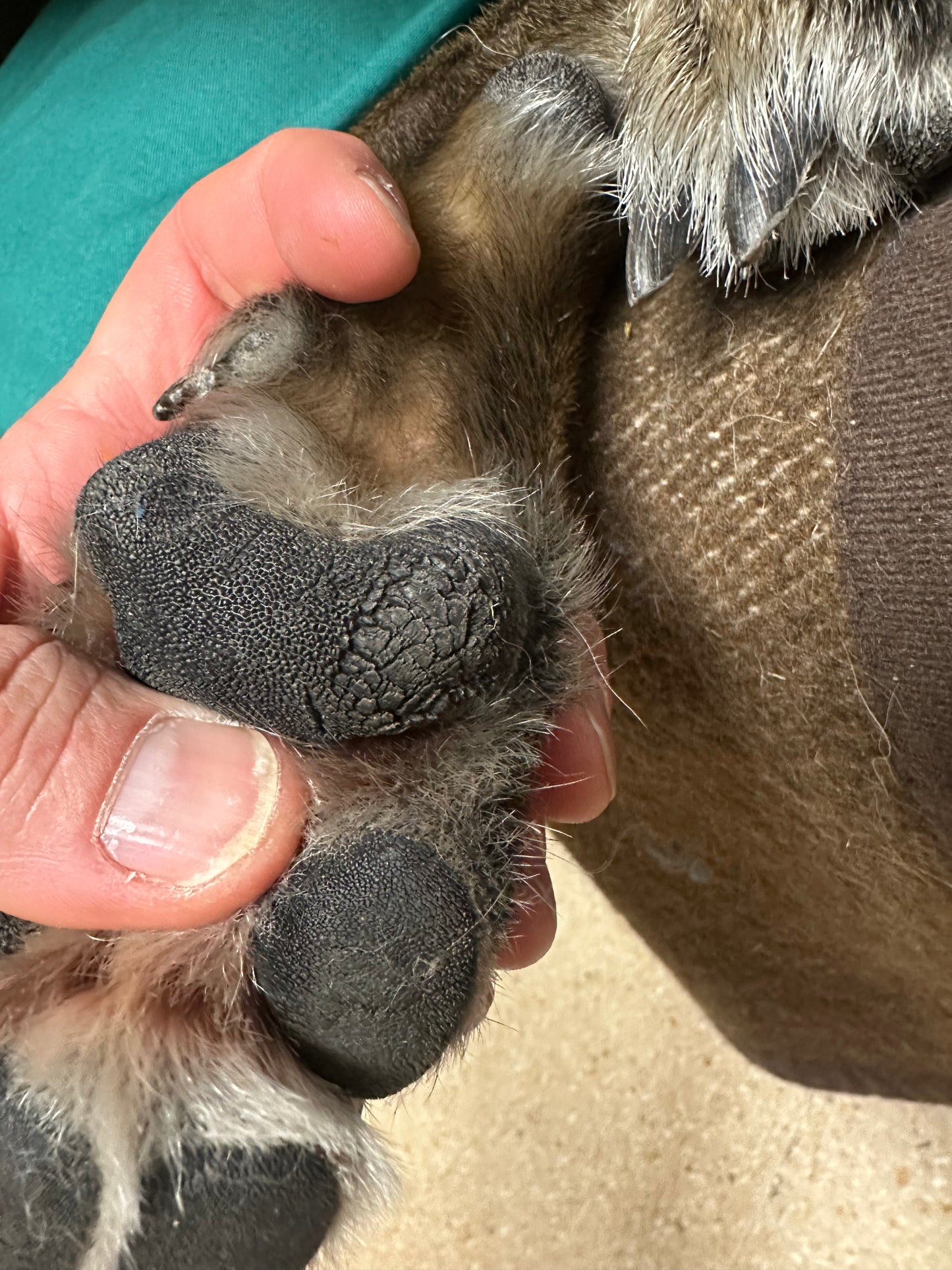 Curso TCCC K9 (Atención Sanitaria Táctica a Perros de Trabajo) OCTUBRE 2026