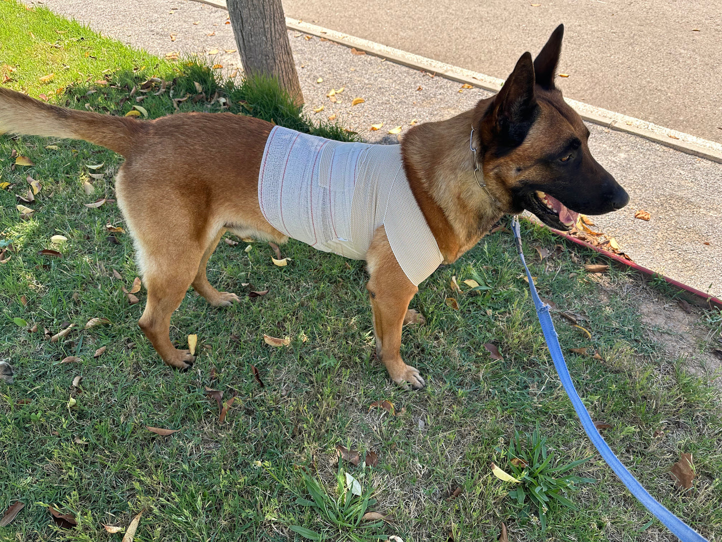 Curso TCCC K9 (Atención Sanitaria Táctica a Perros de Trabajo) OCTUBRE 2026