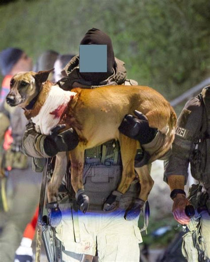 Curso TCCC K9 (Atención Sanitaria Táctica a Perros de Trabajo) OCTUBRE 2026