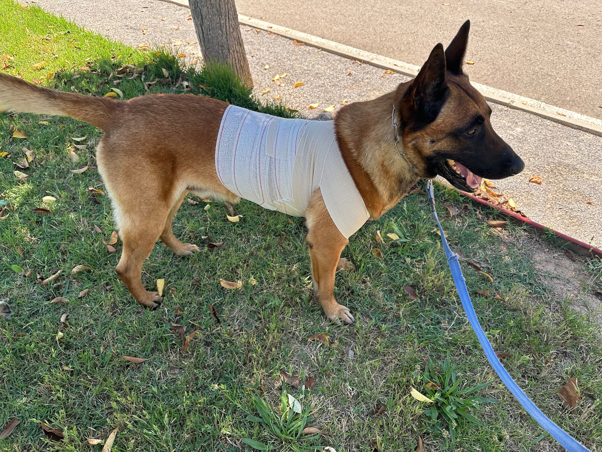perro K9 vendado en taller practico curso TCCC K9