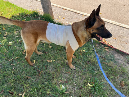 perro K9 vendado en taller practico curso TCCC K9