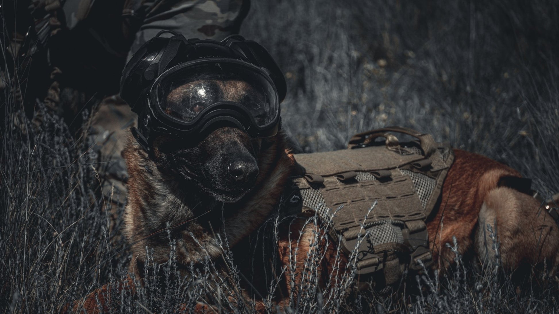 imagen de perro K9 operativo