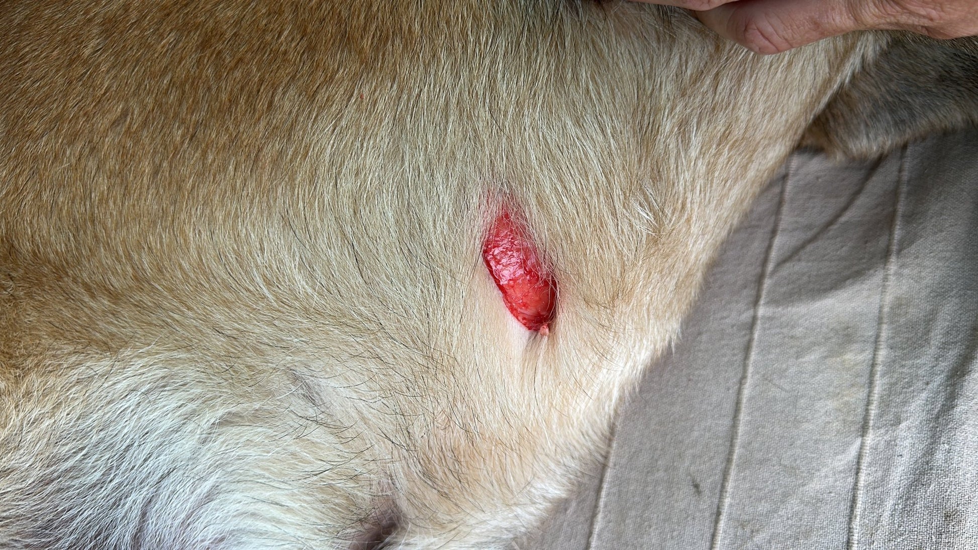 herida en perro K9 que puede ser tratada con los conocimientos del curso TCCC K9