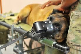 Curso TCCC K9 (Atención Sanitaria Táctica a Perros de Trabajo) OCTUBRE 2026